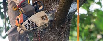 How Our Tree Care Process Works  in  Emmetsburg, IA