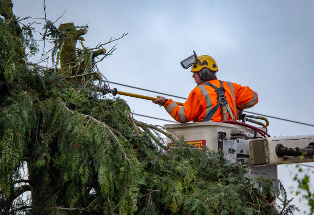 Emmetsburg, IA Tree Care Company